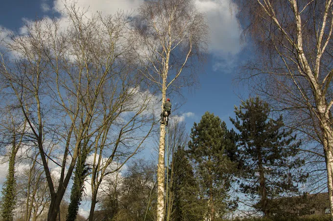 Élagage des arbres, Saint-Quentin, Avenir Vert