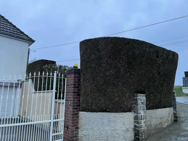 Taille d'entretien d'une haie de Thuya "Atrovirens" à Remaucourt., Saint-Quentin, Avenir Vert