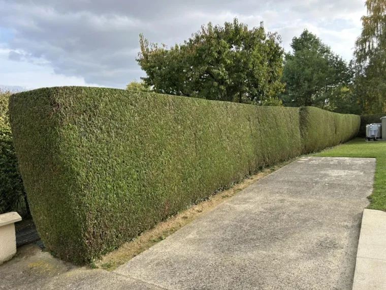 Taille de haie d'un jardin d'une maison à Remaucourt, Saint-Quentin, Avenir Vert