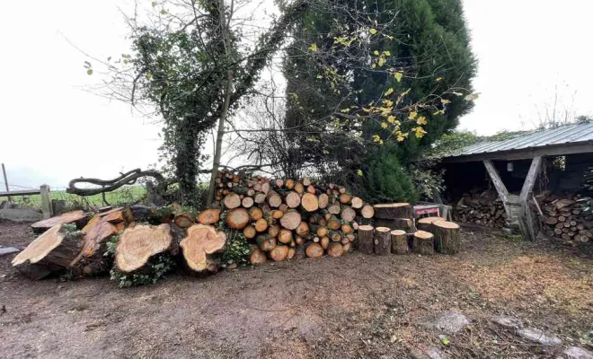 Abattage d'arbre, Saint-Quentin, Avenir Vert