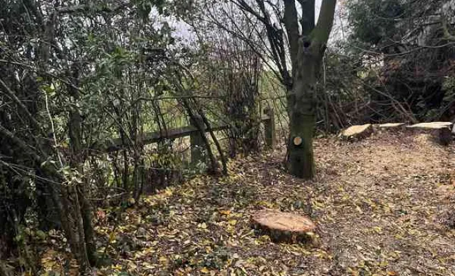 Abattage d'arbre, Saint-Quentin, Avenir Vert