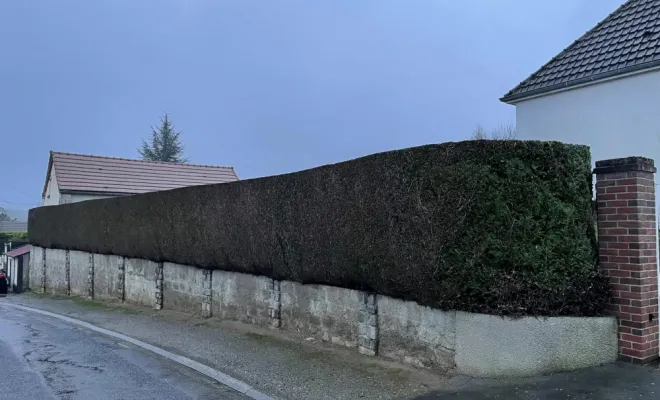 Taille d'entretien d'une haie de Thuya "Atrovirens" à Remaucourt., Saint-Quentin, Avenir Vert