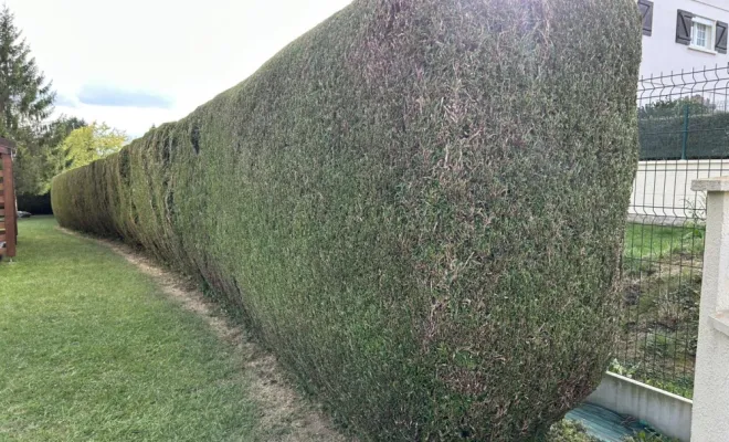 Taille de haie d'un jardin d'une maison à Remaucourt, Saint-Quentin, Avenir Vert