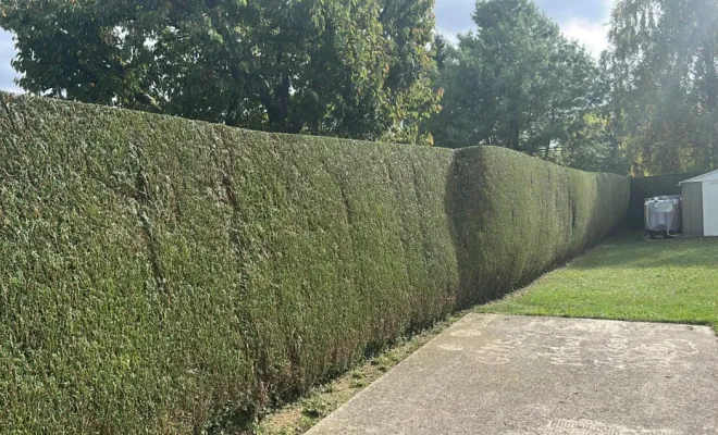 Taille de haie d'un jardin d'une maison à Remaucourt, Saint-Quentin, Avenir Vert